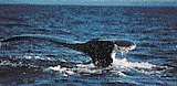 [Photo d'une baleine]